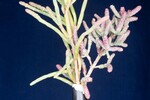 Salicornia pacifica (IMG_0136.jpg)