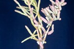 Salicornia pacifica (IMG_0137.jpg)