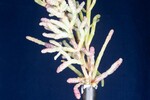 Salicornia pacifica (IMG_0139.jpg)