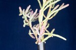 Salicornia pacifica (IMG_0142.jpg)