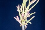 Salicornia pacifica (IMG_0143.jpg)