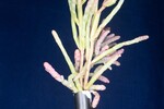 Salicornia pacifica (IMG_0144.jpg)