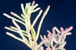 Salicornia pacifica (IMG_0147.jpg)