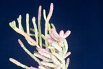Salicornia pacifica (IMG_0149.jpg)