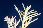 Salicornia pacifica (IMG_0152.jpg)