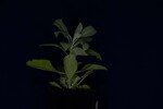 Salvia apiana (IMG_0005.jpg)