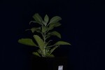 Salvia apiana (IMG_0008.jpg)