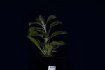 Salvia apiana (IMG_0013.jpg)