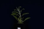 Salvia apiana (IMG_0016.jpg)