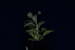 Salvia apiana (IMG_0021.jpg)