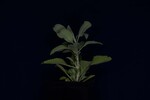 Salvia apiana (IMG_0025.jpg)
