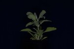 Salvia apiana (IMG_0026.jpg)