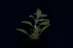 Salvia apiana (IMG_0036.jpg)