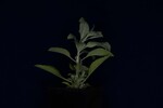 Salvia apiana (IMG_0037.jpg)