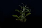 Salvia apiana (IMG_0070.jpg)