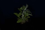 Salvia apiana (IMG_0074.jpg)