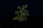 Salvia apiana (IMG_0076.jpg)