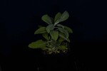 Salvia apiana (IMG_0077.jpg)
