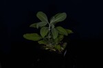 Salvia apiana (IMG_0080.jpg)