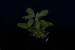 Salvia apiana (IMG_0081.jpg)