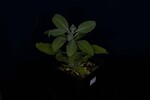 Salvia apiana (IMG_0082.jpg)