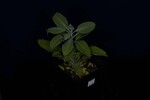 Salvia apiana (IMG_0083.jpg)