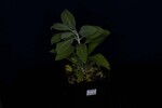 Salvia apiana (IMG_0086.jpg)