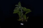 Salvia apiana (IMG_0089.jpg)