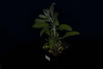 Salvia apiana (IMG_0092.jpg)