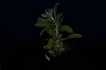 Salvia apiana (IMG_0093.jpg)