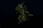 Salvia apiana (IMG_0094.jpg)