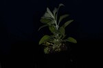 Salvia apiana (IMG_0096.jpg)