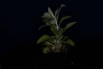 Salvia apiana (IMG_0097.jpg)