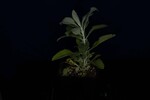 Salvia apiana (IMG_0098.jpg)