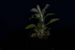 Salvia apiana (IMG_0099.jpg)
