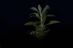 Salvia apiana (IMG_0101.jpg)