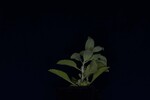 Salvia apiana (IMG_0113.jpg)