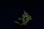 Salvia apiana (IMG_0116.jpg)