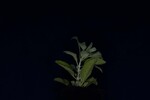 Salvia apiana (IMG_0119.jpg)