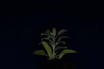 Salvia apiana (IMG_0127.jpg)