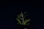 Salvia apiana (IMG_0130.jpg)