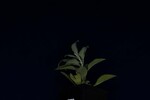 Salvia apiana (IMG_0136.jpg)