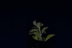Salvia apiana (IMG_0138.jpg)