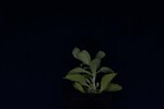 Salvia apiana (IMG_0141.jpg)