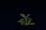 Salvia apiana (IMG_0142.jpg)