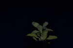 Salvia apiana (IMG_0143.jpg)
