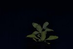 Salvia apiana (IMG_0144.jpg)