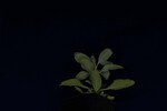 Salvia apiana (IMG_0145.jpg)