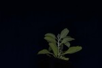 Salvia apiana (IMG_0147.jpg)