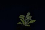 Salvia apiana (IMG_0148.jpg)